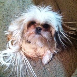 Meet your Posher, Donna